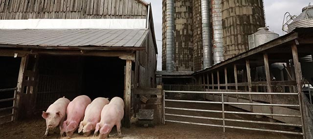 Four pigs feeding outside on a farm